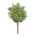 Orange tree with fruits and flowers