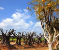 Orange tree with fruits grows against the regenerate and reborn old olive trees. Reviving Plantation. Olive Road Nursery