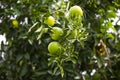 Orange tree with fruits Royalty Free Stock Photo