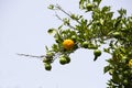 Orange tree with fruits Royalty Free Stock Photo