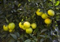 Orange tree with fruits Royalty Free Stock Photo