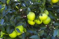 Orange tree with fruits ripen Royalty Free Stock Photo