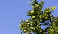 Orange tree with fruits ripen