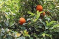 Ripe oranges and orange blossoms on the branches Royalty Free Stock Photo