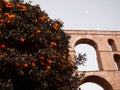 Orange tree full of fruit in front of ancient roman aqueduct