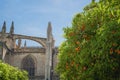 Orange Tree full of fruits at Patio de los Naranjos in Seville Cathedral - Seville, Spain Royalty Free Stock Photo