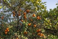 Orange tree full of juicy oranges in winter daylight scene Royalty Free Stock Photo