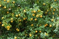 Orange tree full of Oranges