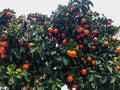 Orange tree full of oranges. Interesting view of abundant tree.