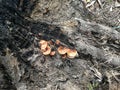 Orange tree fungi at burn tree root at the ground.