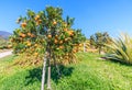 Orange tree