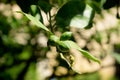 Orange tree in a garden in Seville, Spain, Europe Royalty Free Stock Photo