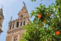 Orange tree with Giralda tower of Seville Cathedral at background, Spain Royalty Free Stock Photo