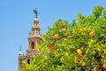 Orange tree with Giralda tower of Seville Cathedral at background, Spain Royalty Free Stock Photo