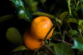 Orange tree with a green leaves grown at home