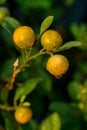 Orange tree in the orange grove, selective focus. Kumquat tree in a garden. Ripe oranges hanging orange trees in orange grove. Royalty Free Stock Photo