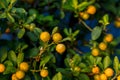 Orange tree in the orange grove, selective focus. Kumquat tree in a garden. Ripe oranges hanging orange trees in orange grove. Royalty Free Stock Photo