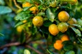 Orange tree in the orange grove, selective focus. Kumquat tree in a garden. Ripe oranges hanging orange trees in orange grove. Royalty Free Stock Photo