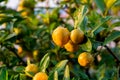 Orange tree in the orange grove, selective focus. Kumquat tree in a garden. Ripe oranges hanging orange trees in orange grove. Royalty Free Stock Photo