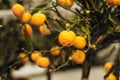 An orange tree is an infected plant. .Potted plants with dead plants. Care for home plants. Plant diseases