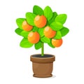 Orange tree isolated on white background. Vector Royalty Free Stock Photo