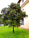 Orange tree in Italian house garden Royalty Free Stock Photo