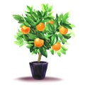 Orange tree with leaves and fruits in flower pot, citrus fortunella, tangerine or mandarin plant, small decorative Royalty Free Stock Photo