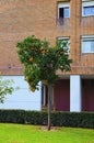 Orange tree with many fruits in the front yard of the residential multi-story building. Oranges grow on a tree branch