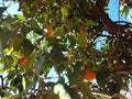 Orange Tree in Marrakech Royalty Free Stock Photo