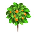 Orange tree with mature fruits isolated on a white background. Element of home decor. The symbol of growth and ecology.