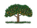 The orange tree with mature fruits Royalty Free Stock Photo