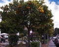 Orange tree in Nerja, a sleepy Spanish Holiday resort on the Costa Del Sol near Malaga, Andalucia, Spain, Europe