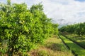 Orange tree - Orange Farm in fang district,chiangmai,thailand Royalty Free Stock Photo