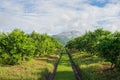 Orange tree - Orange Farm in fang district,chiangmai,thailand Royalty Free Stock Photo