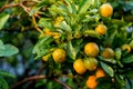 Orange tree in the orange grove, selective focus. Kumquat tree in a garden. Ripe oranges hanging orange trees in orange grove. Royalty Free Stock Photo