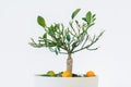 Orange tree Royalty Free Stock Photo