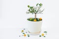 Orange tree Royalty Free Stock Photo