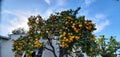 orange tree with oranges on it against the blue sky and a white building