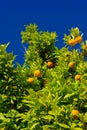 Orange tree. oranges hanging tree. Ripe tangerines on a tree branch.