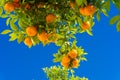 Orange tree. oranges hanging tree. Ripe tangerines on a tree branch.