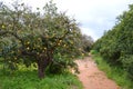 Orange tree in the orchard Royalty Free Stock Photo