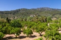 Orange tree orchard at Fornalutx Royalty Free Stock Photo
