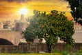 Orange tree on the Palatino hill in Rome at sunset, Italy