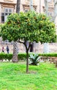 Orange tree in Park Villa Bonnano, Palermo