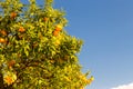 Orange tree ready for harvest