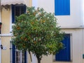 Orange tree with ripe fruit in front of colorful windows and doors on street in Athens Greece