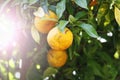 Orange tree ripe fruit with sunny hotspot Royalty Free Stock Photo