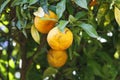 Orange tree ripe fruit Royalty Free Stock Photo