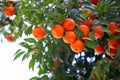 Orange tree with ripe fruits. Tangerine. Branch of fresh ripe juicy oranges with lush leaves in sun beams. Satsuma tree