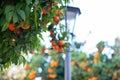 Orange tree with ripe fruits. Tangerine. Branch of fresh ripe oranges with leaves in sun beams. Satsuma tree picture Royalty Free Stock Photo